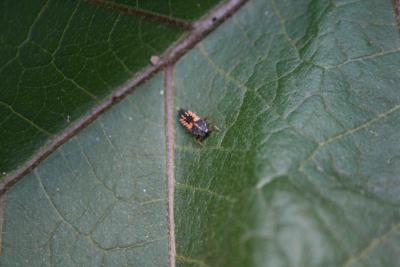 Larve de coccinelle